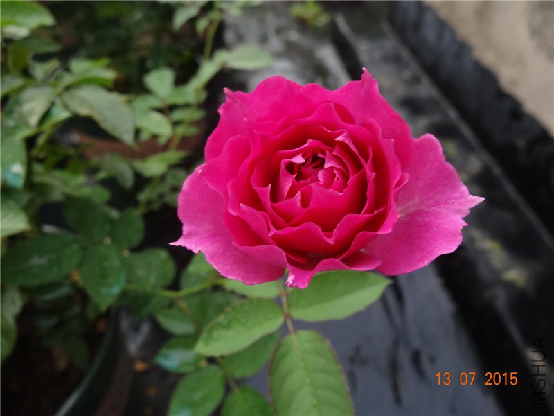 DSC01415.jpg