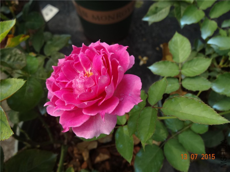 DSC01449.jpg