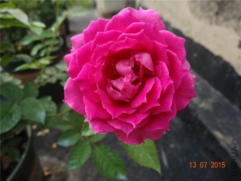 DSC01448.jpg