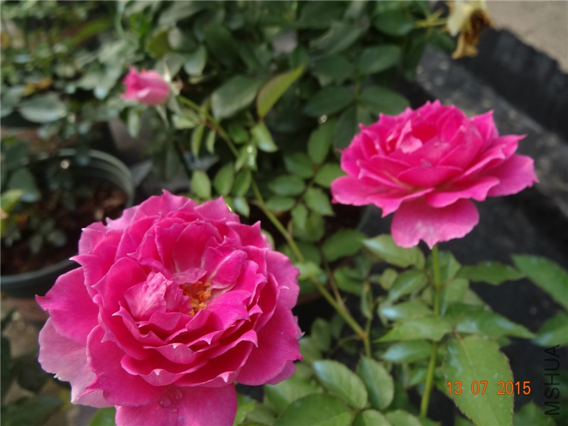 DSC01450.jpg