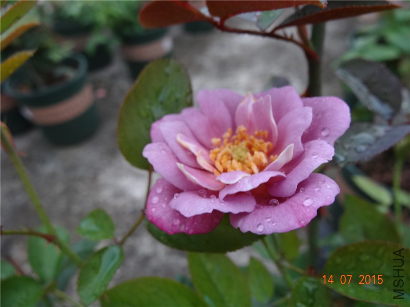 DSC01510.jpg