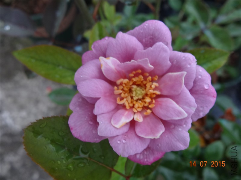 DSC01509.jpg