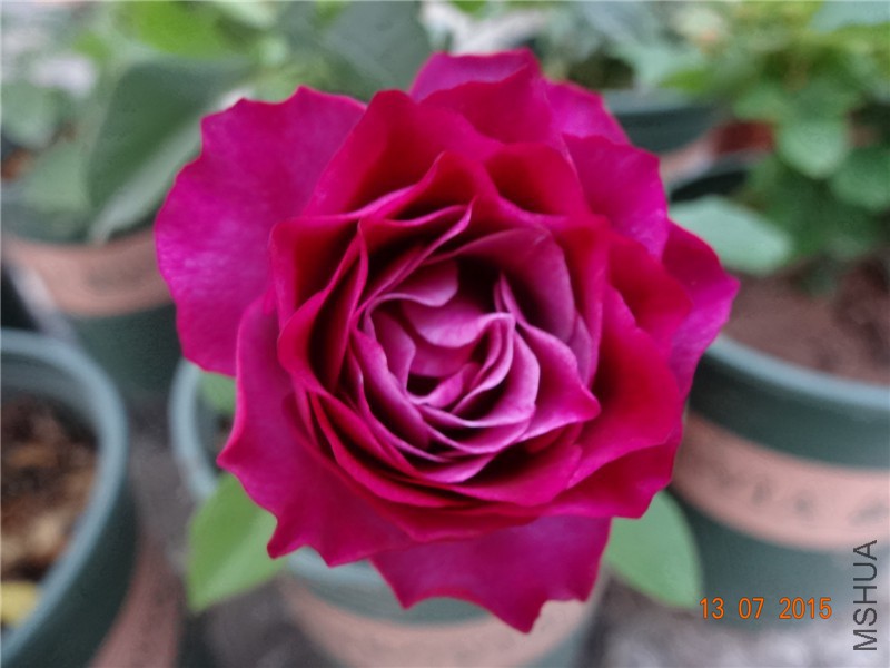 DSC01354.jpg