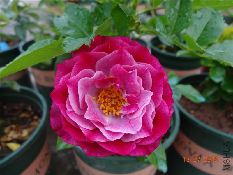 DSC01407.jpg