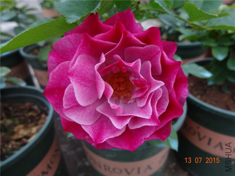 DSC01482.jpg