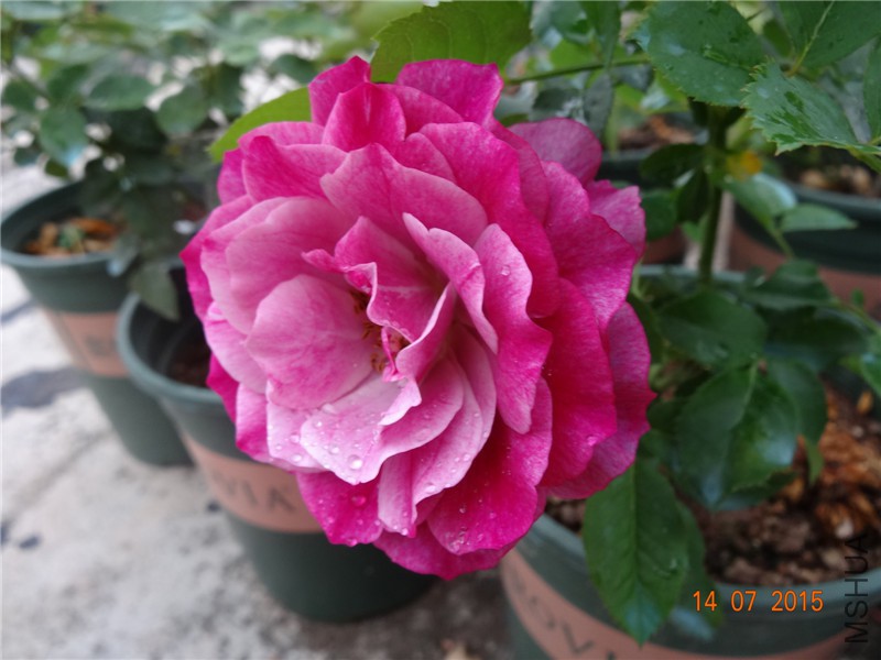 DSC01499.jpg