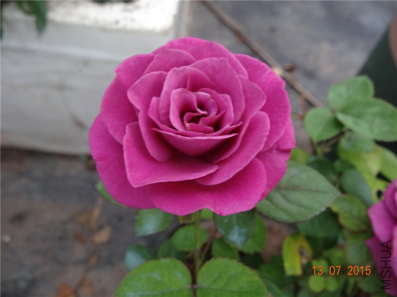 DSC01478.jpg