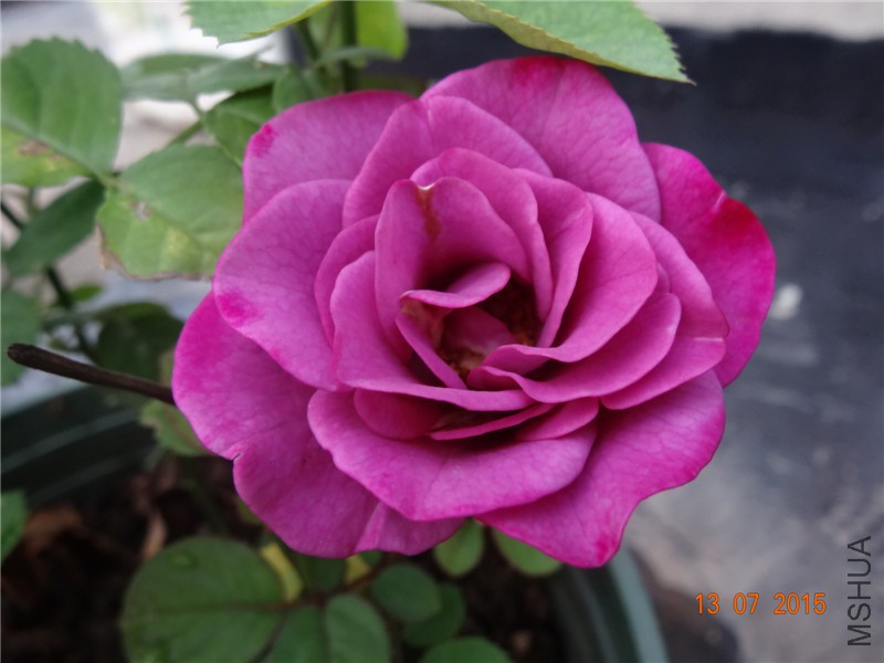 DSC01368.jpg