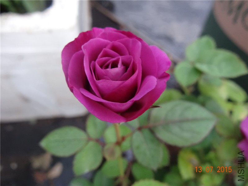 DSC01371.jpg