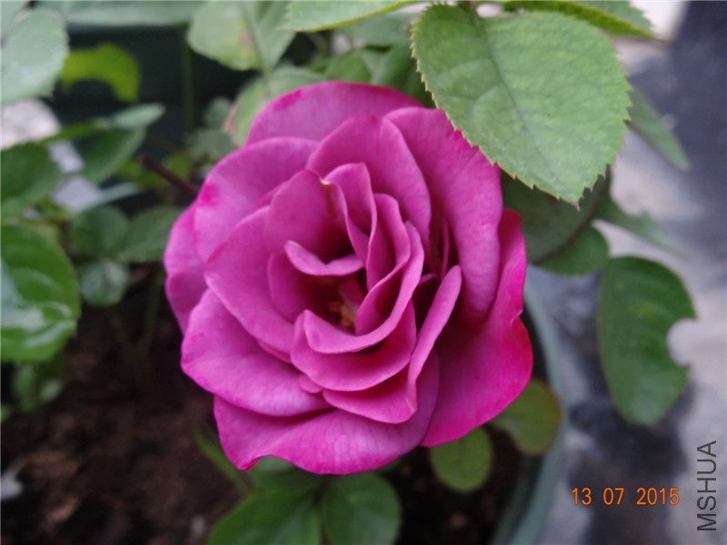 DSC01369.jpg