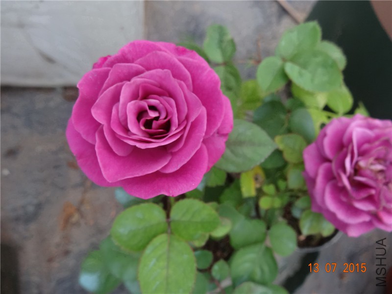 DSC01477.jpg