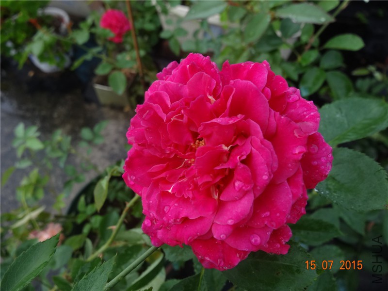 DSC01575.jpg