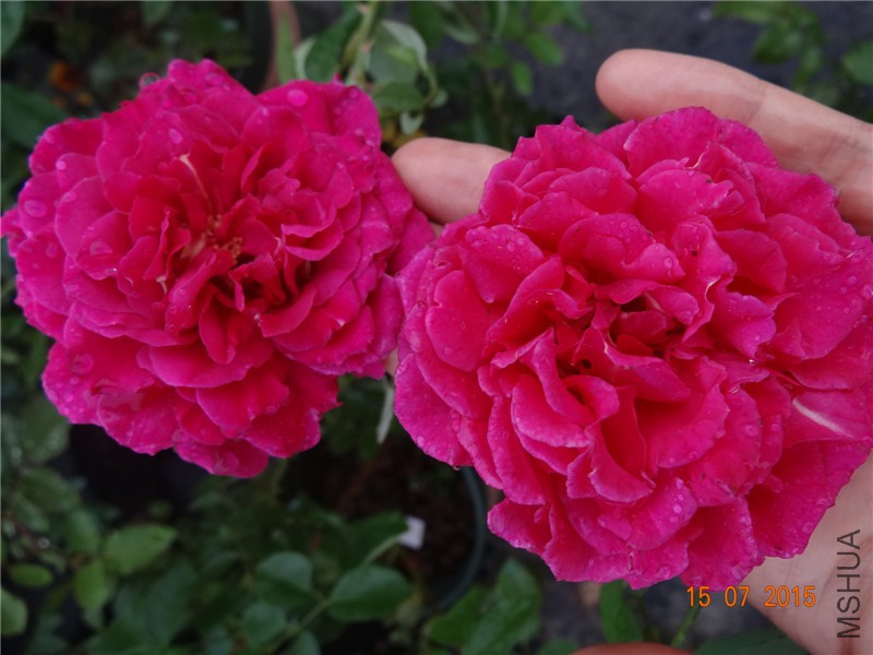 DSC01526.jpg
