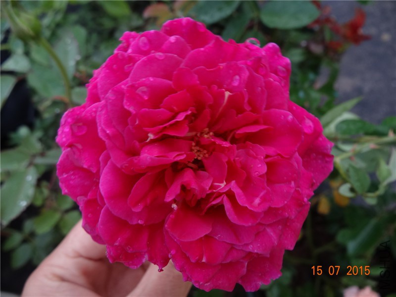 DSC01527.jpg