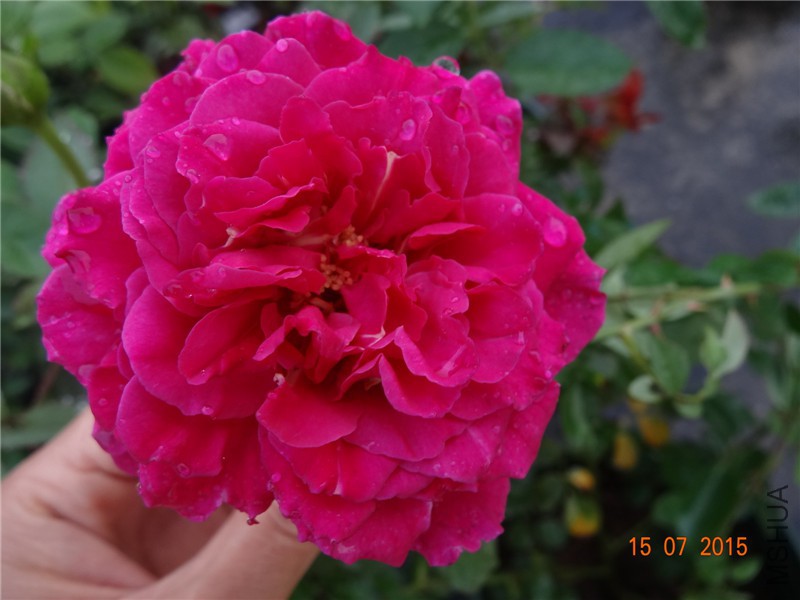 DSC01530.jpg