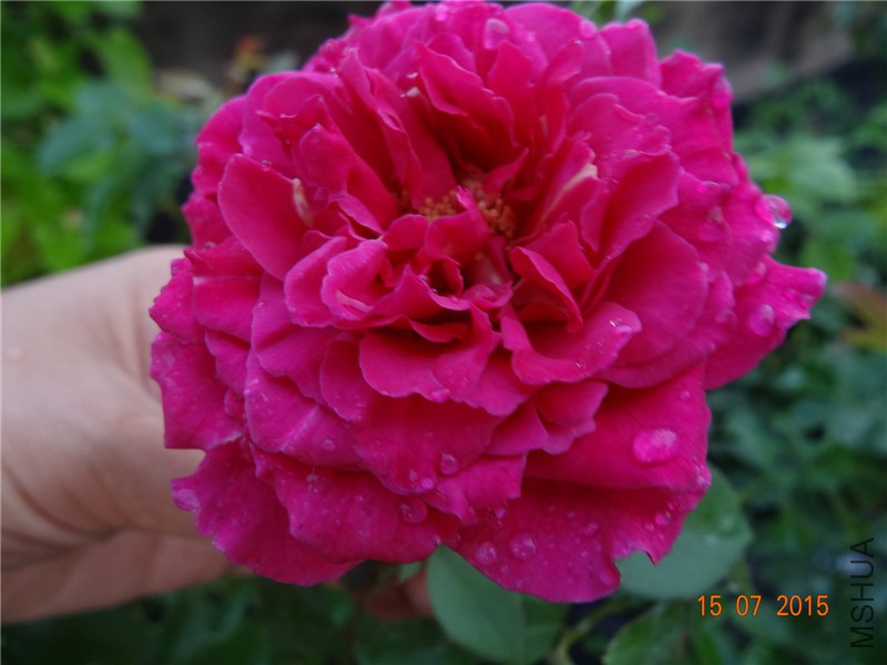 DSC01528.jpg