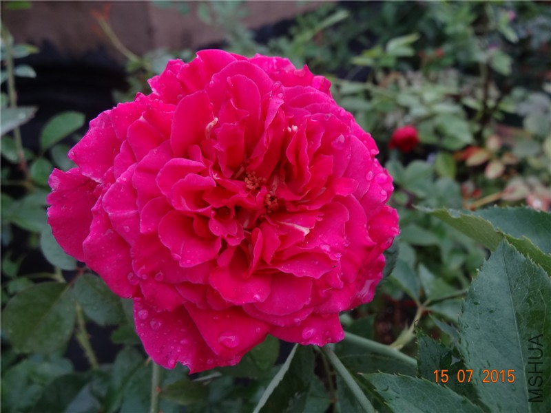 DSC01533.jpg