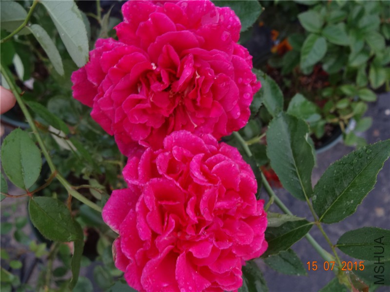 DSC01531.jpg
