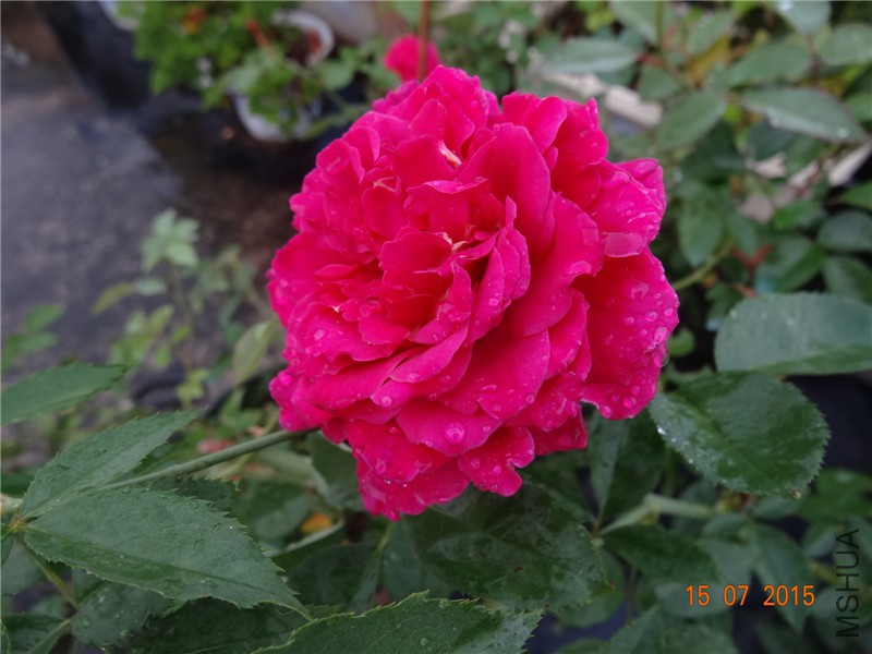 DSC01542.jpg