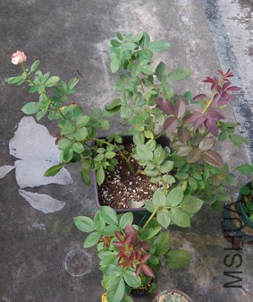 ���������ĵ�