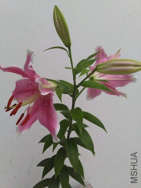 IMG_20150709_113738.jpg