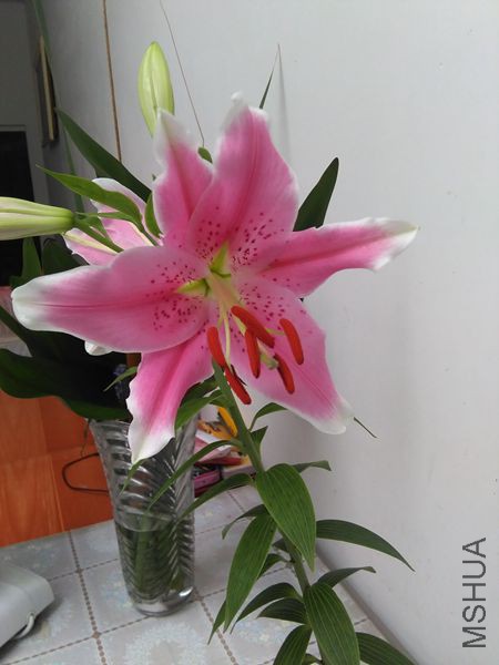 IMG_20150709_113549.jpg