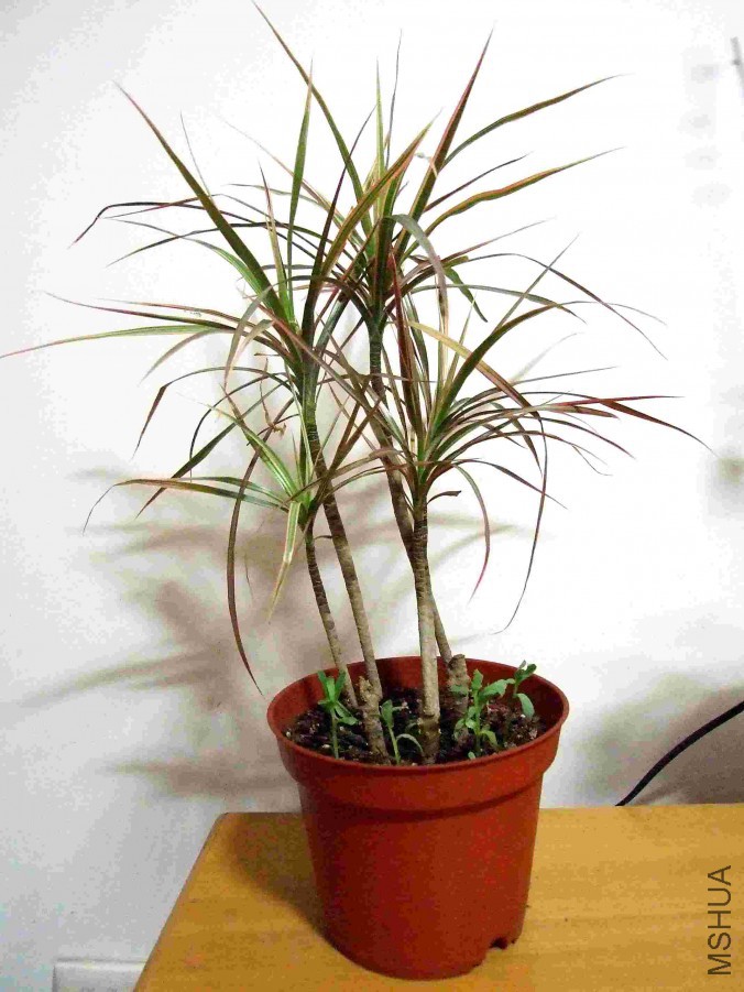 DSCF6074.jpg