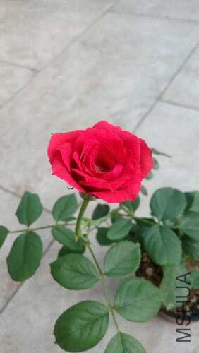 IMG_20150716_074405.jpg