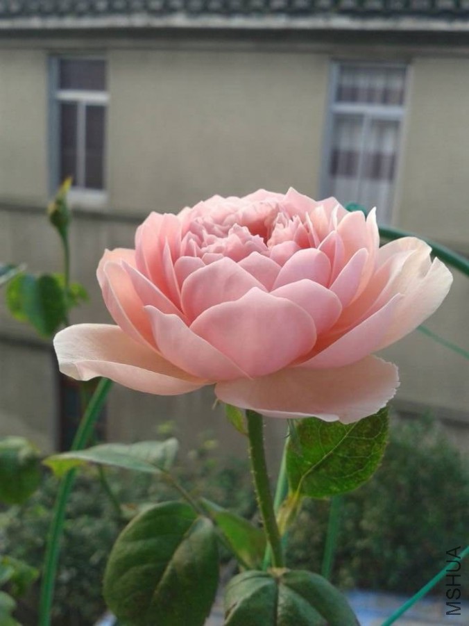 ����˳Ǳ�1.jpg