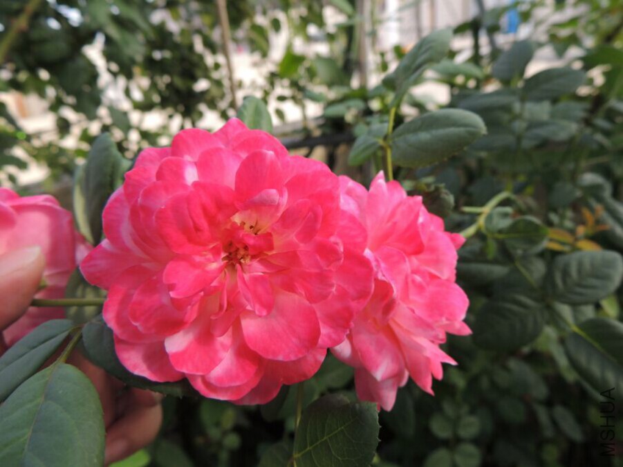 QQͼƬ20150716132052.jpg