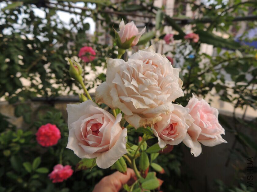 QQͼƬ20150716133802.jpg