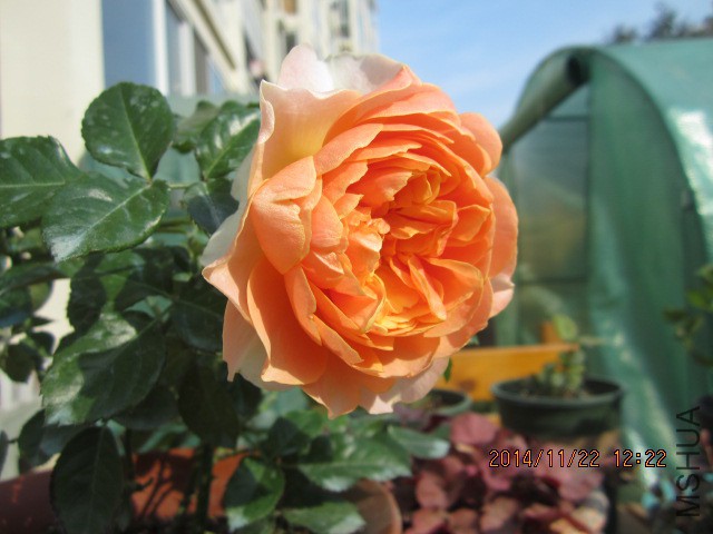 IMG_6331.JPG