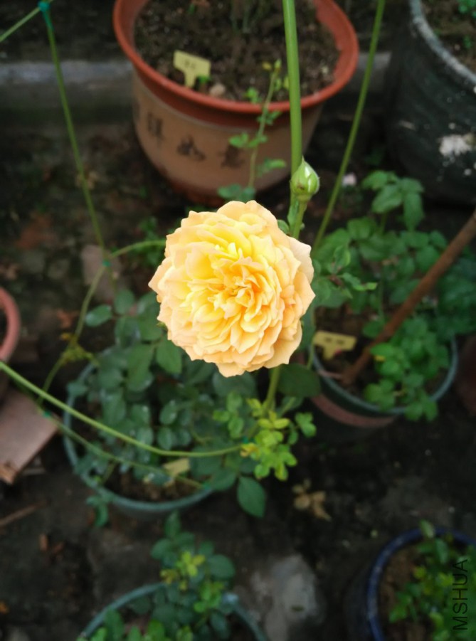 IMG_20150716_063339.jpg