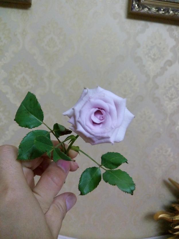 IMG_20150716_203142.jpg