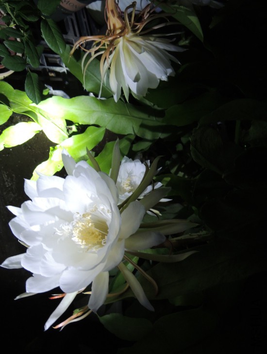 QQͼƬ20150716140917.jpg