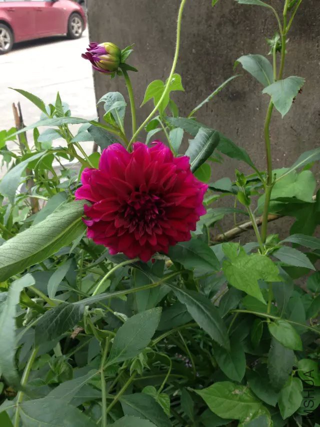 ǰ���Ѿ����˺ü�����ģ�