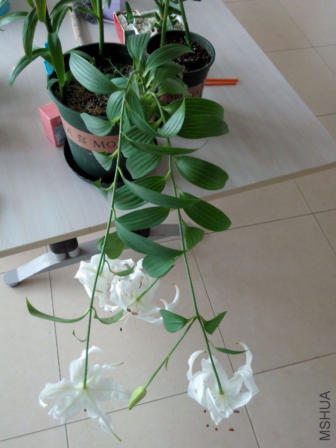 QQͼƬ20150709151407.jpg