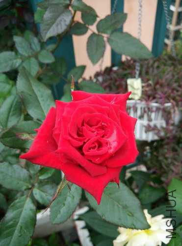 IMG20150717175109.jpg