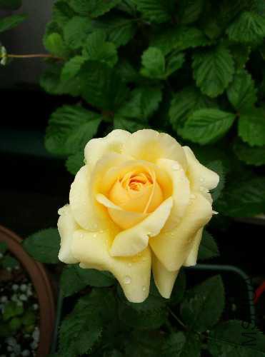 IMG_20150717_174636.jpg