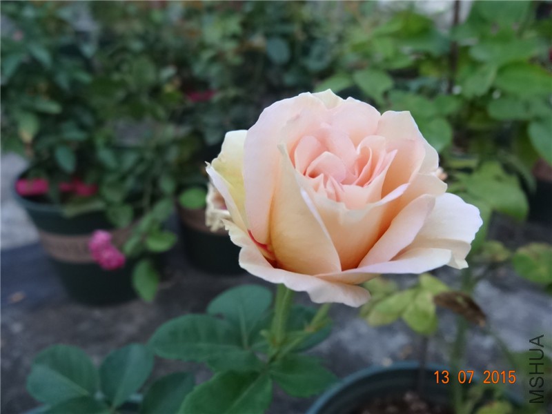 DSC01395.jpg