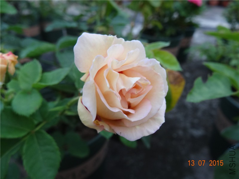 DSC01394.jpg