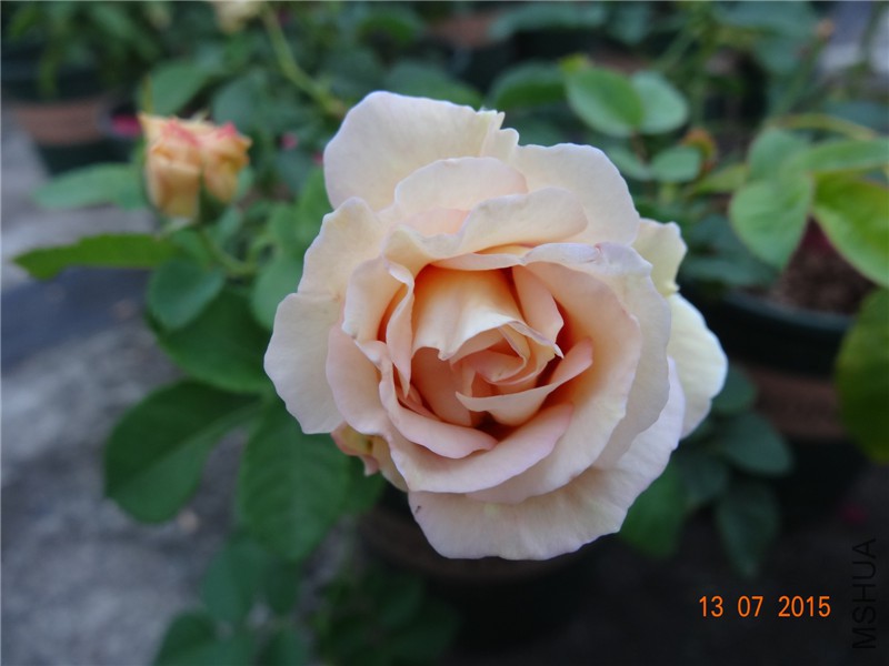 DSC01396.jpg