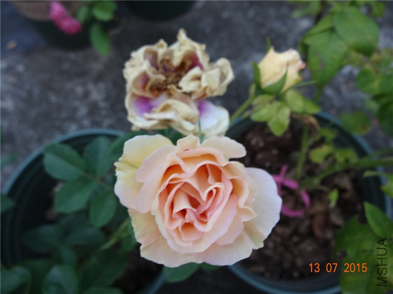 DSC01397.jpg