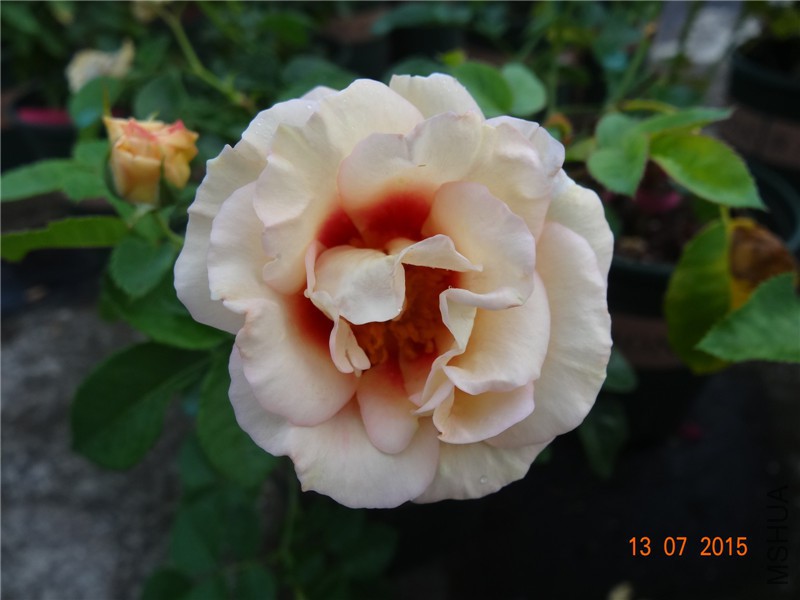 DSC01417.jpg