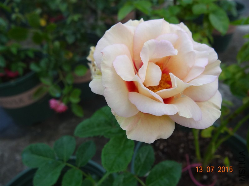 DSC01418.jpg