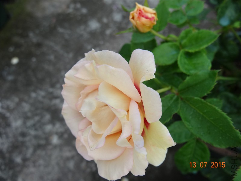 DSC01419.jpg
