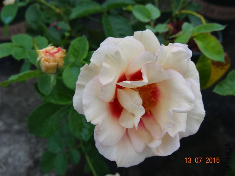 DSC01432.jpg