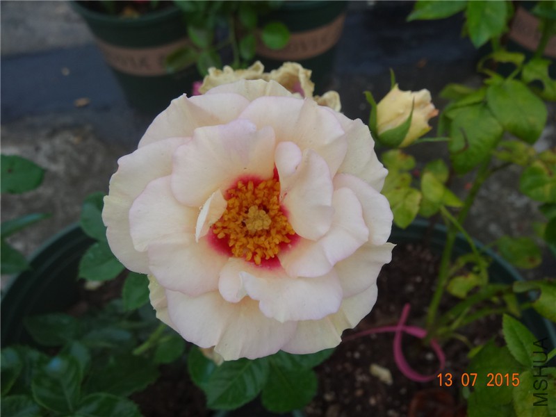 DSC01431.jpg