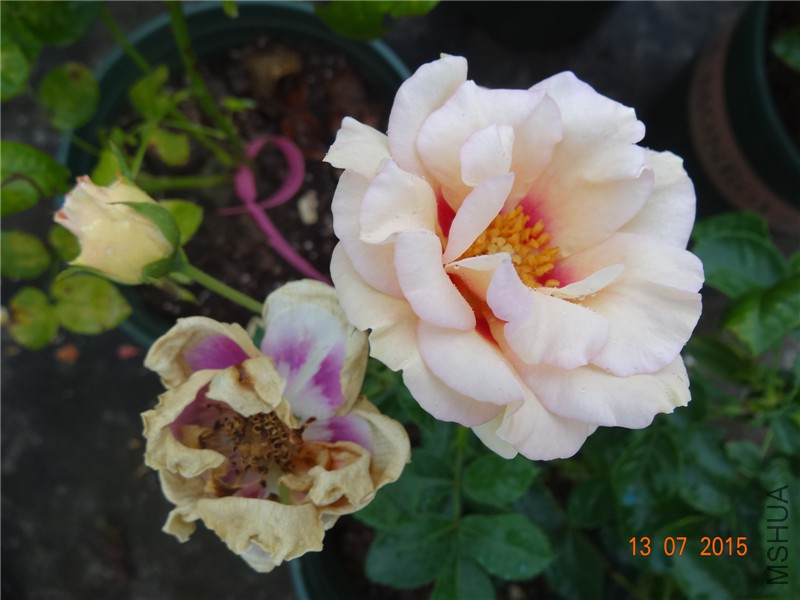 DSC01434.jpg