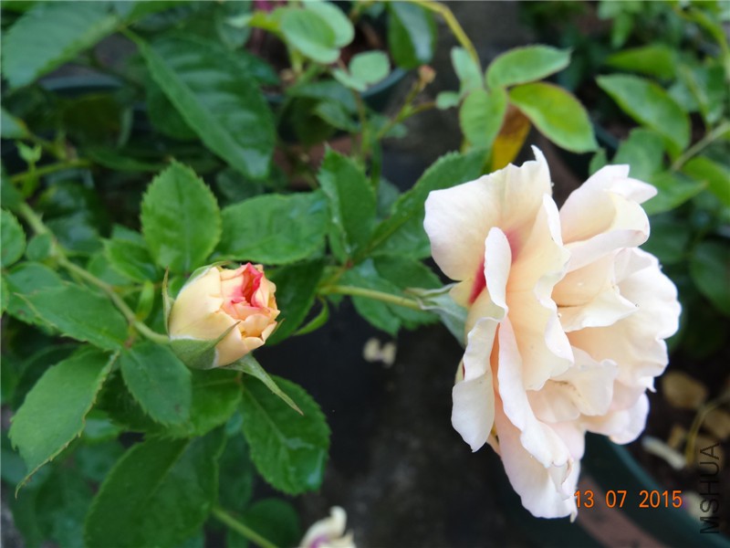 DSC01433.jpg